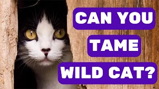 Can You Tame A Wild Cat?