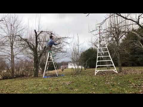 Neglected Apple Tree pruning