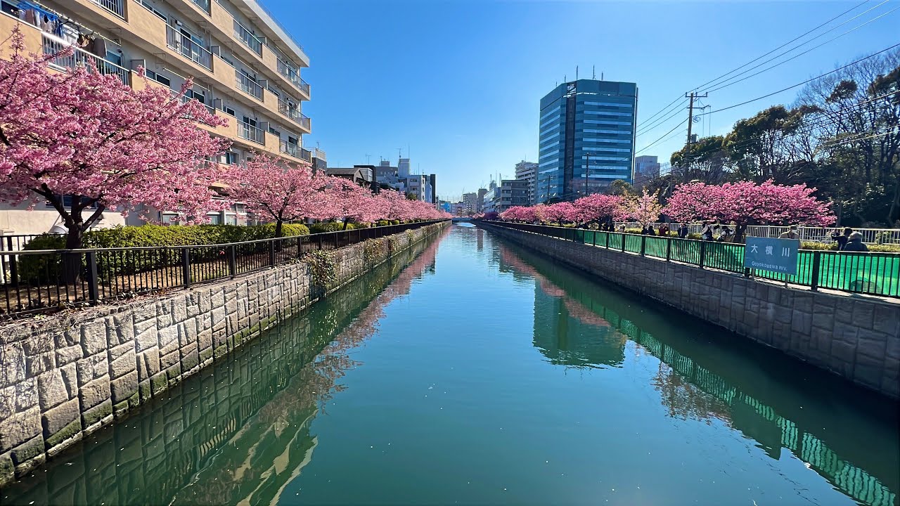 Koto Ward Walk to Oyoko River | Early Kawazu Zakura Cherry Blossoms | Tokyo Walk 4K | 