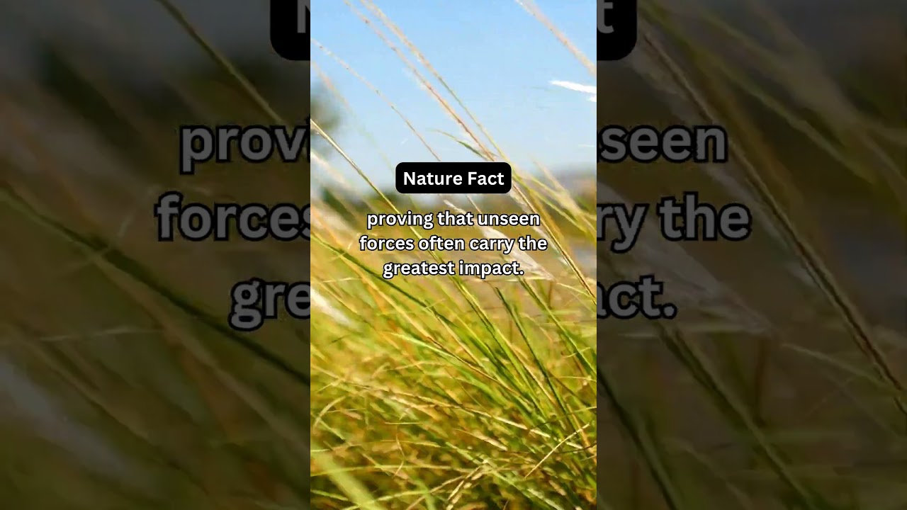 Hidden Forces—Wind Shapes the World! 🌬️ 