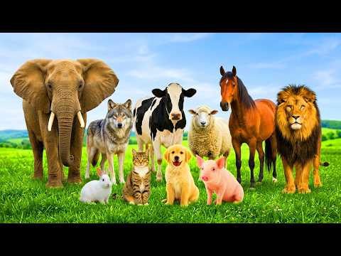 Lion, Tiger, Elephant & Bear Sounds in Real Life š¦š
Real Animal Sounds 4K