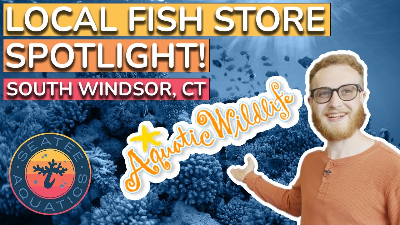 Local Fish Store Tour! YouTube