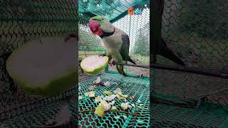 Parrot Talking #birds #trending #viralvideo #cute