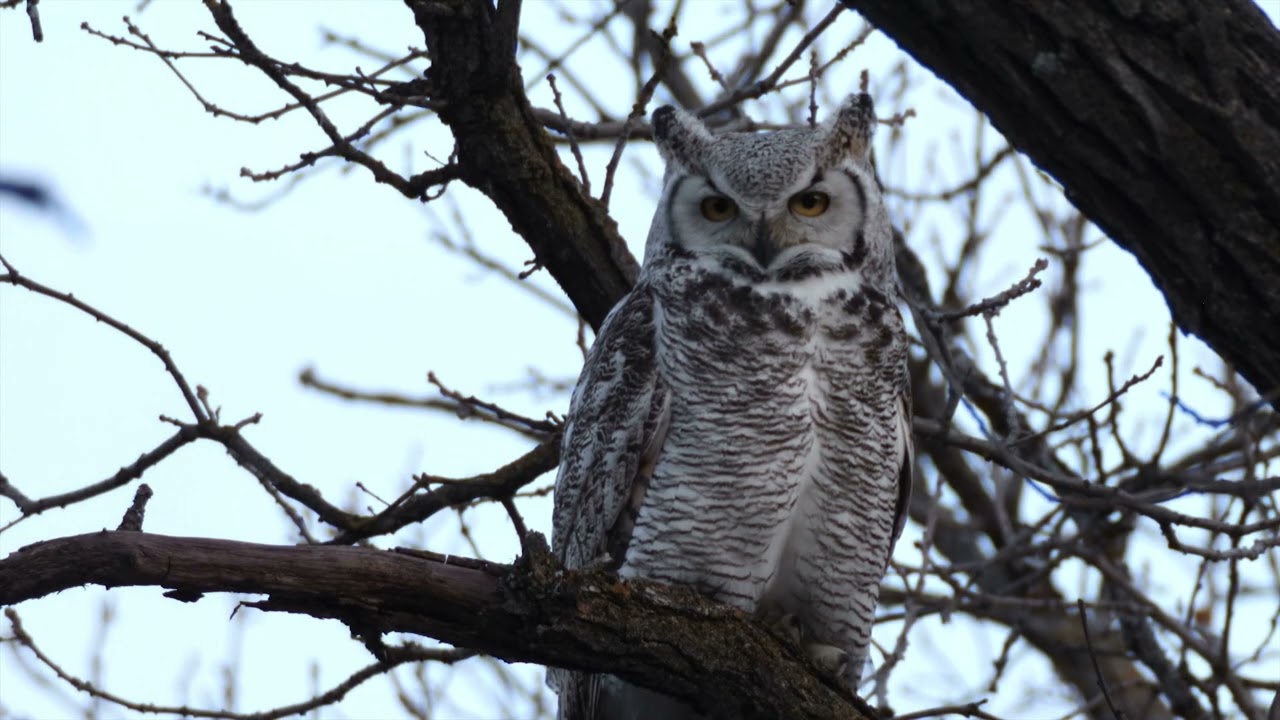 2025 GREAT HORNED OWL STRETCH