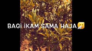 Story WA galau terbaru 2019//Bahasa Banjar Banar.