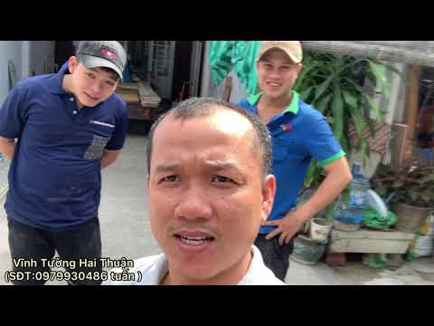 Video ✅ Hướng dẫn cách đóng Trần thả nhựa 60 vuông gặp ngoại... - youtube