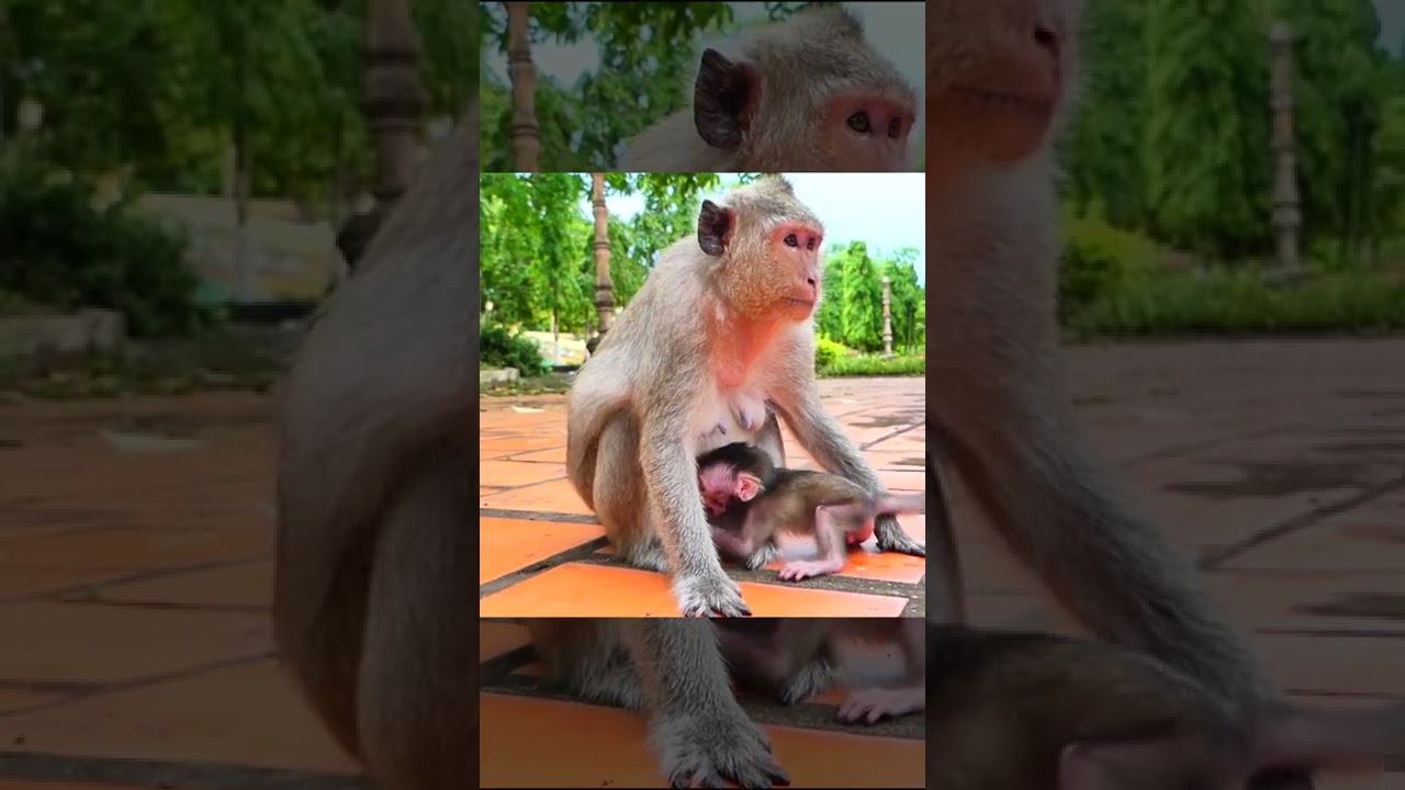 Wow Old Mother Mekala Monkey Look Like Have Another Newborn Baby Now 4