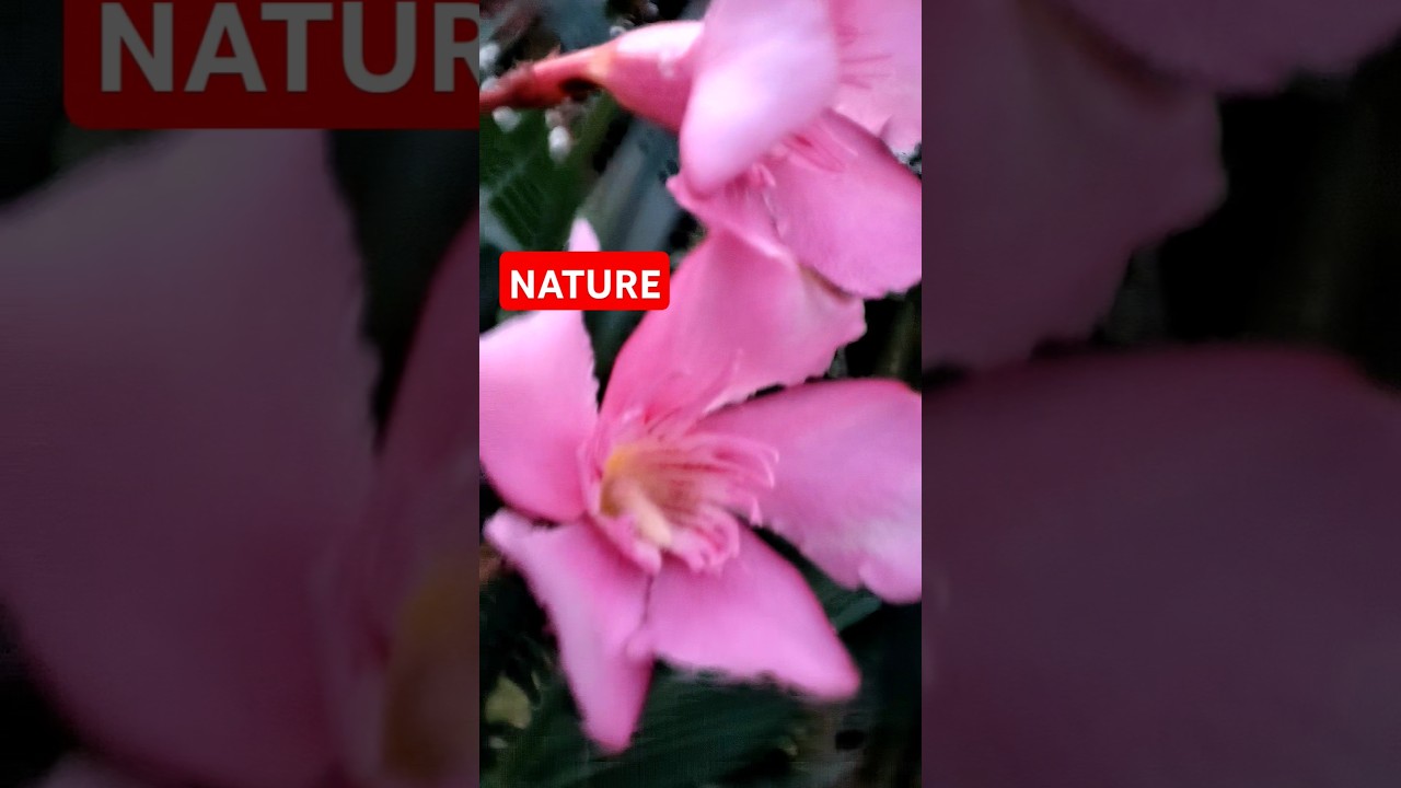 Beautiful Natural ❣️ 