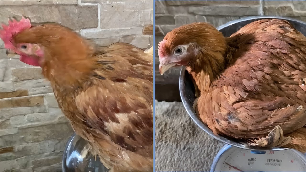 شوفوا وزن الفراخ الساسو في 50 يوم بس بقي ايه 🐓 و اعرفوا عملت معاهم ايه / نهاية دورة الفراخ الساسو