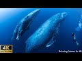 11 HOURS Stunning 4K Underwater footage   Relaxing Music - Rare & Colorful Sea Life Video