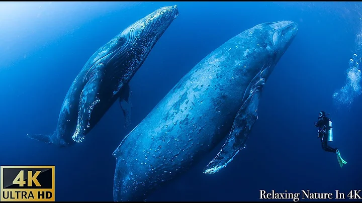 11 HOURS Stunning 4K Underwater footage + Relaxing Music - Rare & Colorful Sea Life Video