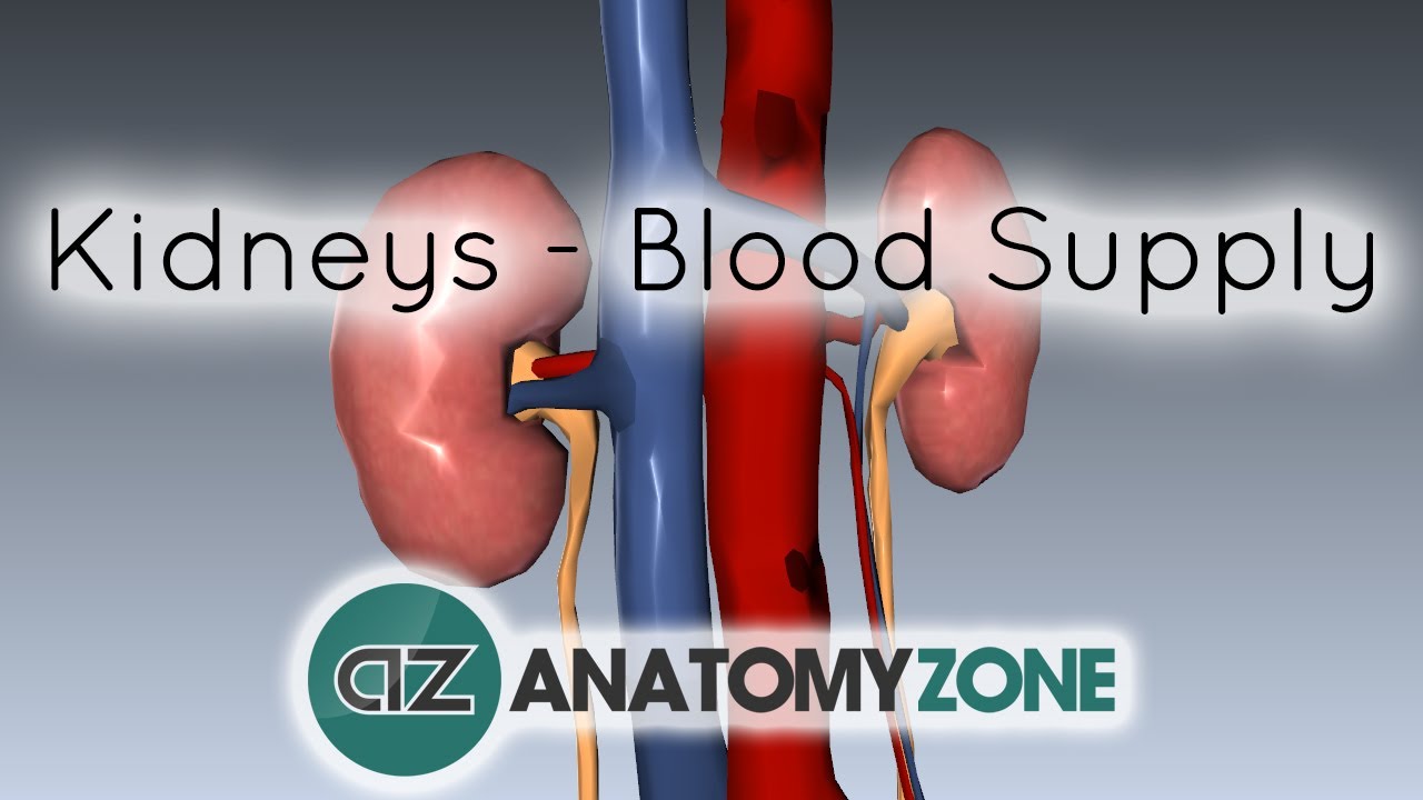 Blood Supply to the Kidneys - 3D Anatomy Tutorial - YouTube blood pathway diagram 