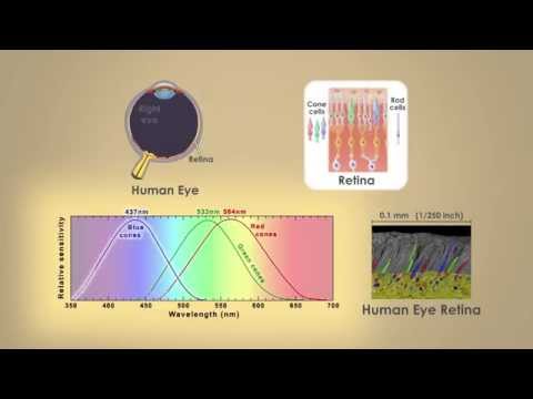 Video: Hvad er fovea centralis?