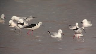 Slender Billed Gull and Black-Winged Stilt