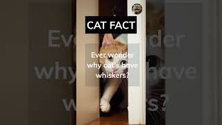 Famous Shocking cat fact: this will make your jaw drop! #shorts #catfacts Net Worth