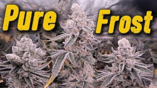 HOW I GROW THE FROSTIEST BUDS YOU'VE EVER SEEN indoor cannabis grow guide