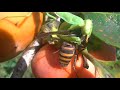 カマキリがオオスズメバチを捕食する。閲覧ご注意　Mantis prey on giant hornet.