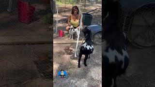 Farm Life Introducing New Chicks To The Other Farm Animals.