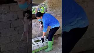 Give Medicine To Piglets