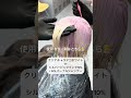 ホワイトカラーにはSOL PURPLE SHAMPOO🧴