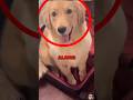 Puppies Final Goodbye 👋 😢 💔 #sad #shortvideo #cute #ytshorts