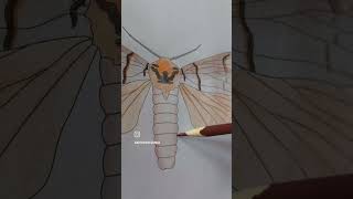 Coloring a Moth in The Realistic Insect Coloring Book #adultcoloringchannel