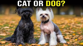 10 Dog Breeds That Behave More Like Cats