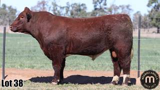Lot 38 Weebollabolla Chancellor V178