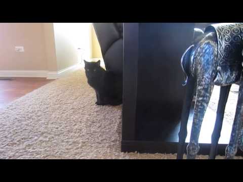The Great One Returns - MEOWWWWWWW