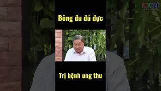 Bông đu đủ đực hỗ trợ điều trị bệnh ung thư - Lương Y Nguyễn Công Đức