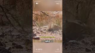 La huida del jabalí #curiosidadesanimales #animals #animalesalvajes #wildlife #animales #naturaleza