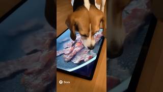 the most stupid dog