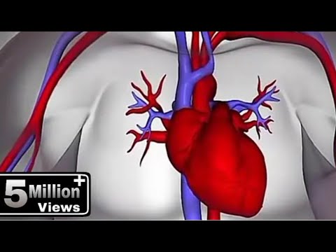 Heart 101 | National GeographicNational Geographic