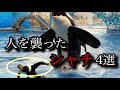 【実話】一体なぜ襲うのか？水族館で人々を襲うシャチ4選