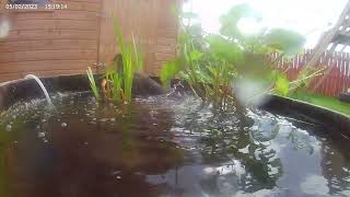 Blackbird having a bath. Barrel pond. May.