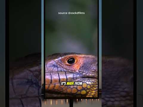 Animals That Blink Without Losing Their Sight Fypシ Pov Snake Facts Viral Funny Remix