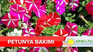 Petunya Bakımı ve Petunyanın Özellikleri Resimi