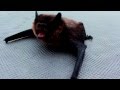 Cranky bat waking up