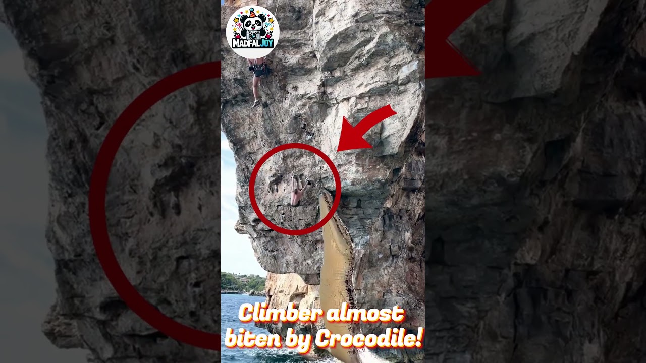 Climber Almost Bitten by Crocodile! You Won’t Believe What Happens Next 