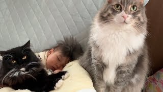 娘にお構いなしに密集する猫　ノルウェージャンフォレストキャット　Cats and cats crowding in a small area
