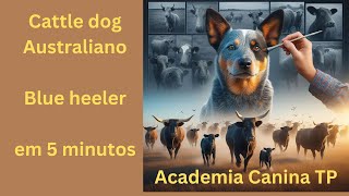 Cattle dog Australiano / Blue heeler em 5 minutos