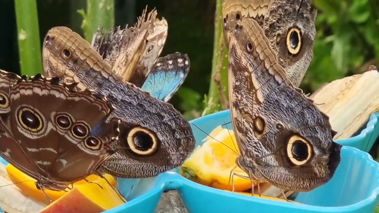 Butterfly Pili-Palas 0.23