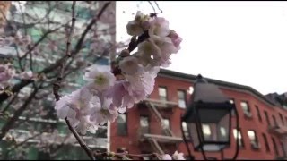 櫻花熱到開花　紐約暖冬迎粉紅聖誕  --蘋果日報20151219