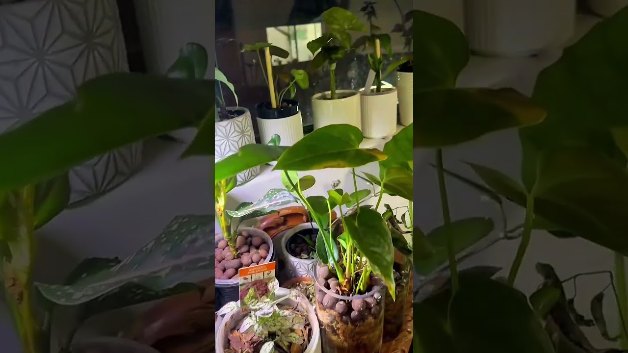 “Just a little corner of nature at home 🌱🐟🐦”