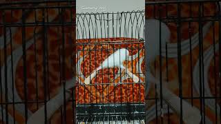 This white bird moves between the two branches with ease and activity♥️ #kenari #birds #bird #canary