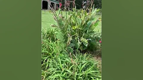 Kathy Rushing's Garden Tour: Perennial Beds