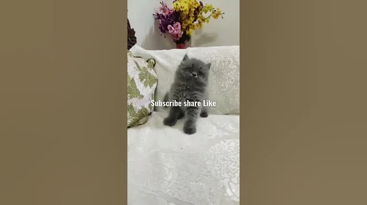 Watch the video about #persiancat playing #grey #shorts #funny #sell #bilaspur__cg #chhatisgarh #trending #cats