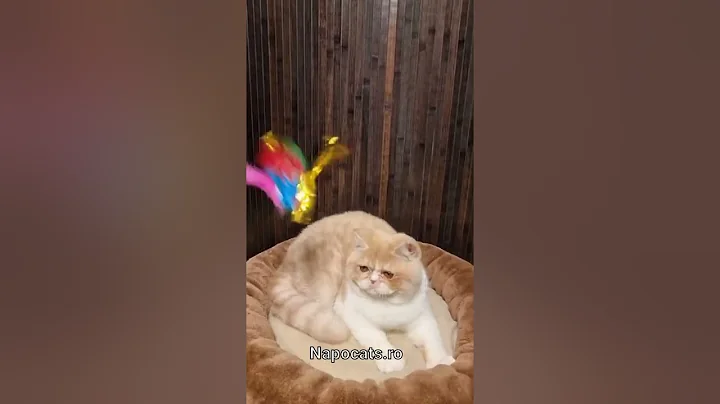 Watch the video about Napocats.ro | Exotic Shorthair girl