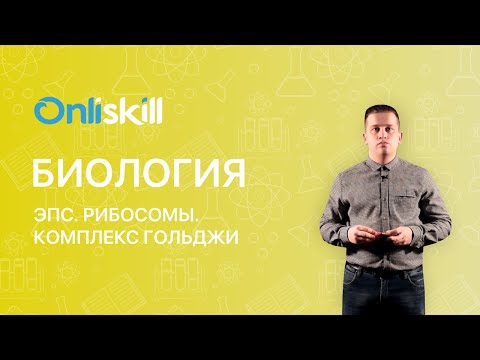 БИОЛОГИЯ 9 класс. ЭПС. Рибосомы. Комплекс Гольджи