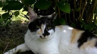 公園の地域猫の三毛猫ちゃん、スリスリしてきた。